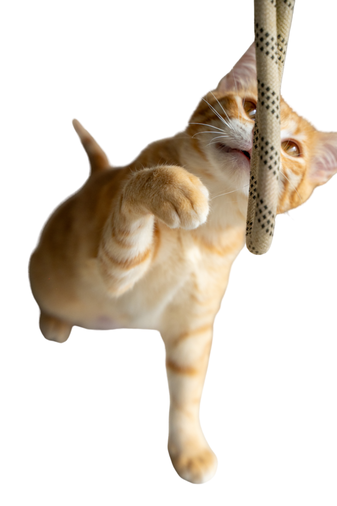 364bc60d cc9a 43fa 9105 174a6bd0928b