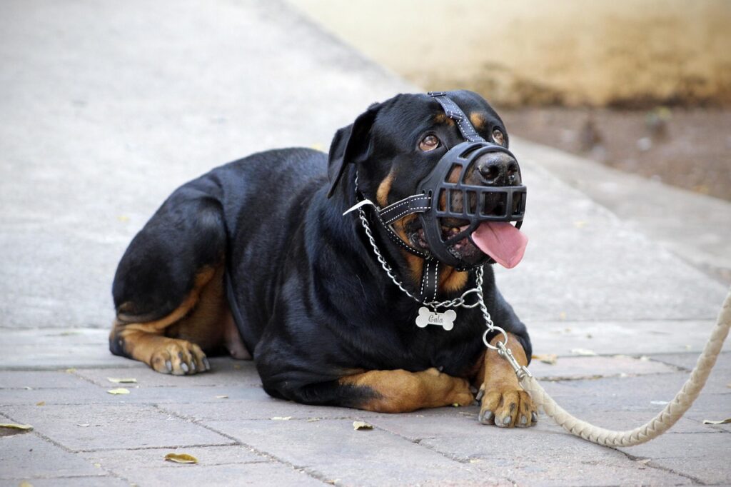 muzzle, halter, rottweiler, dog muzzle, aggressive, calmed down, appeased, good behavior, dog training, happy dog, beautiful eyes, looking at you, muzzle, muzzle, rottweiler, rottweiler, rottweiler, rottweiler, rottweiler, dog muzzle, dog muzzle, dog training, dog training, dog training, dog training