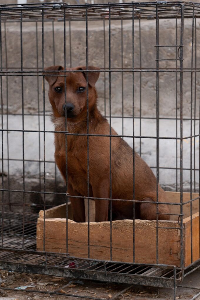 dog, pet, nature, cage, animal, domestic dog, canine, mammal