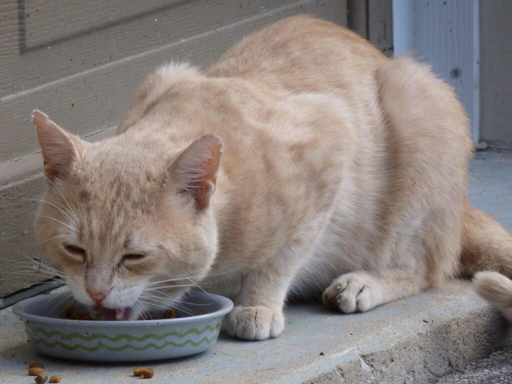 cat, stray, eating, buff, feline, short-hair, hungry, pet, animal, food, brown hair, brown eating