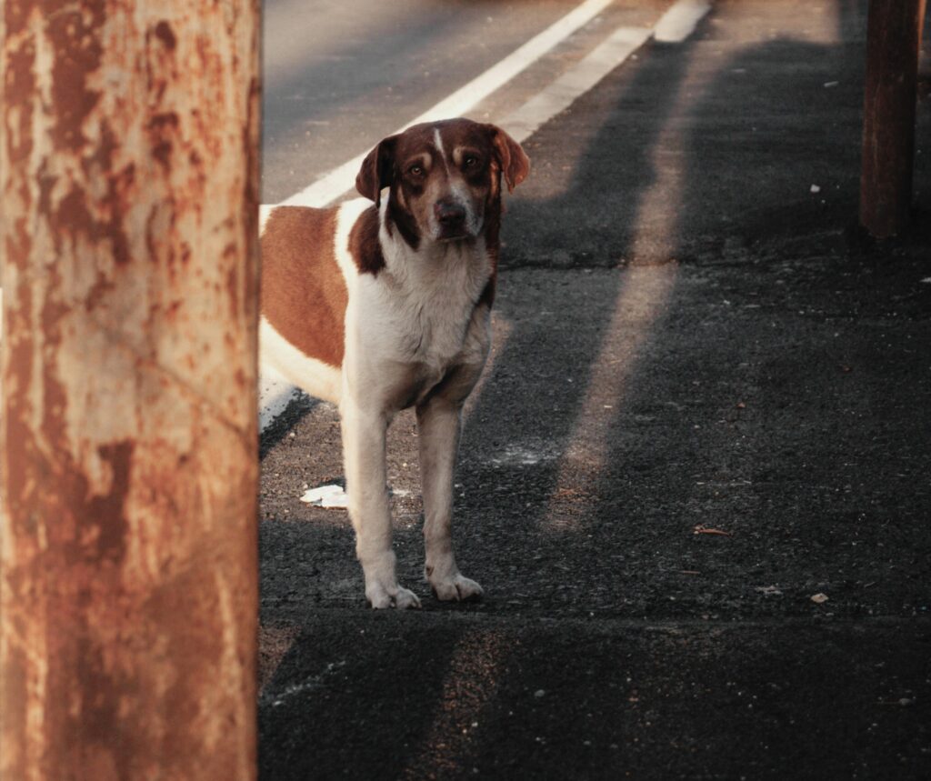 A brown and white stray dog stands on an urban street in Georgia, bathed in warm sunlight.
