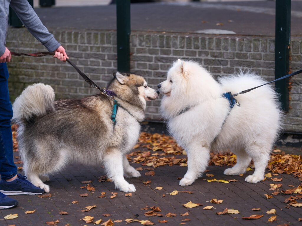 A Malamute and a Samoyed calmly meet on a leaf-covered street in Baarn, Netherlands.