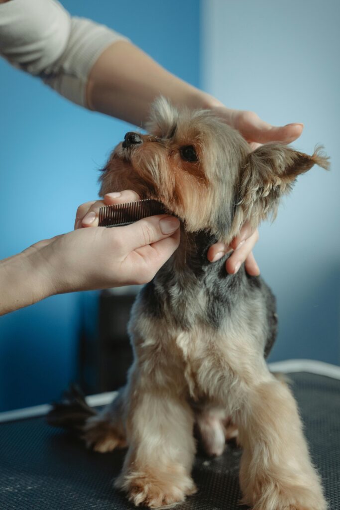 A Yorkshire Terrier being groomed indoors by professional hands.