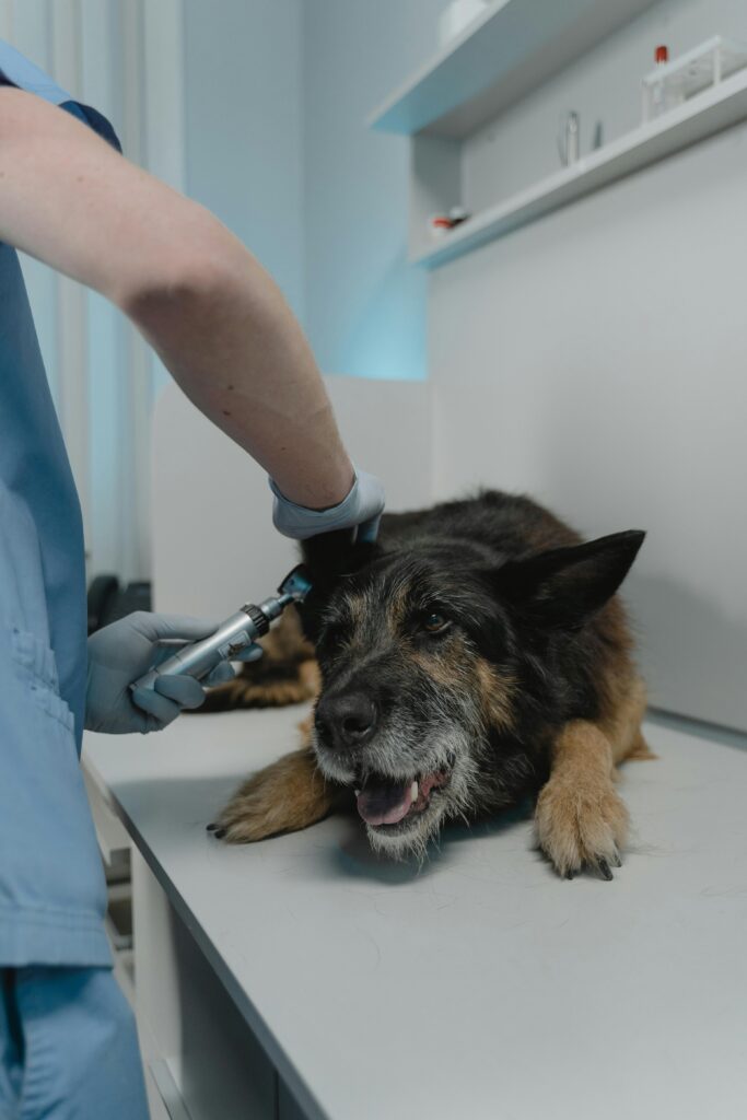 A veterinarian performs a checkup on a calm German Shepherd lying on a table.
