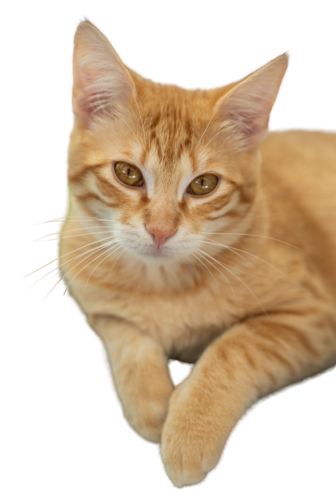 b77db3f0 2369 4337 8803 bb9ffa7b02bf